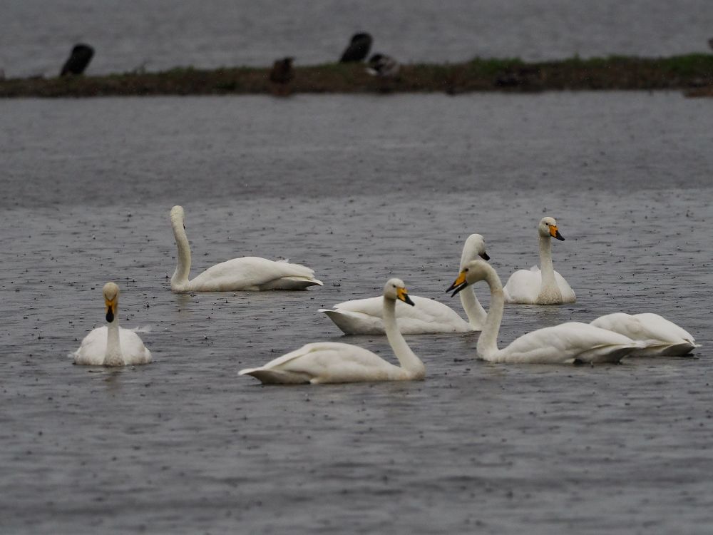 Newly arrived Whooper Swans Cygnus cygnus on The Mere, Martin Mere, 11th Oct 2023.