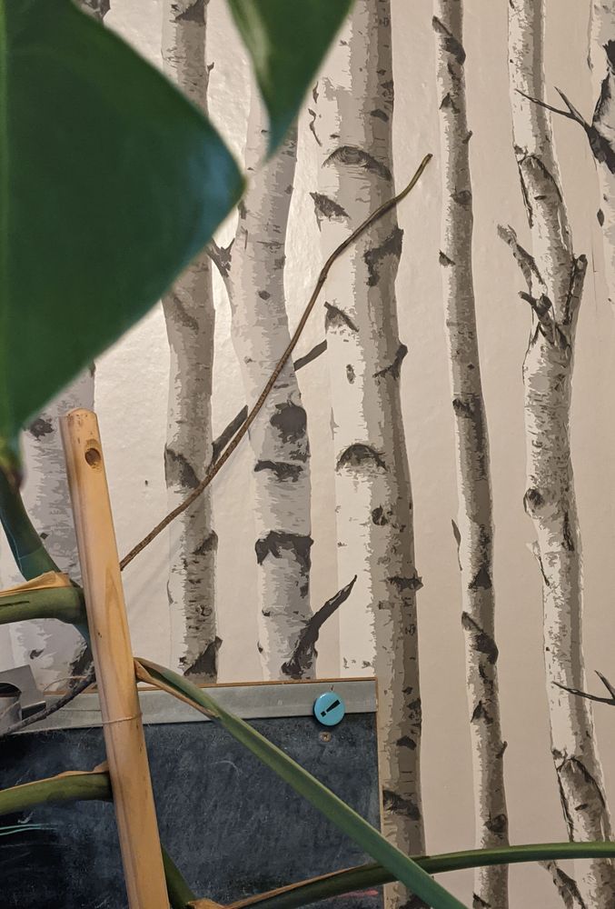 Im Vordergrund eine Monsterapflanze, gestützt mit einem Besenstiel aus Holz. Dahinter eine Tapete mit Birkenstämmen-Aufdruck. Eine Luftwurzeln der Pflanze schleicht an der Tapete entlang