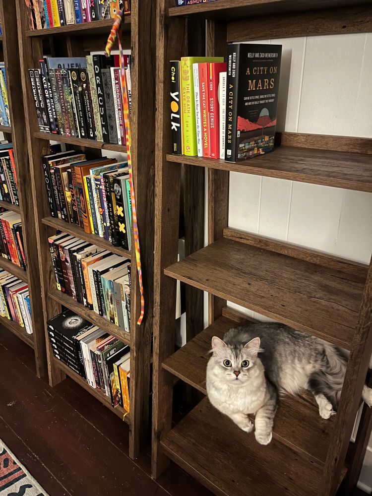 My cat sitting on my bookshelf