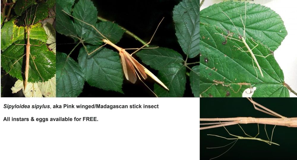 Digital flyer describing details on pet stick insects for donation.