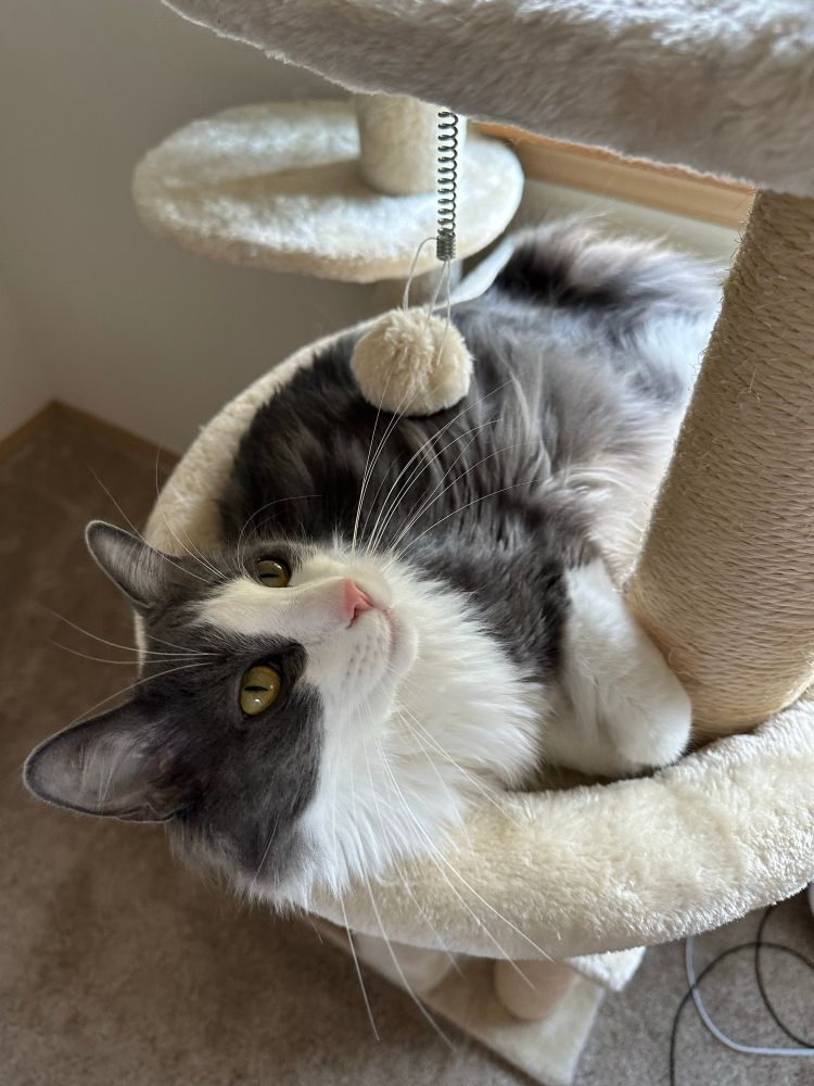 Image of a fluffy gray and white cat sitting on his cat tower looking up.