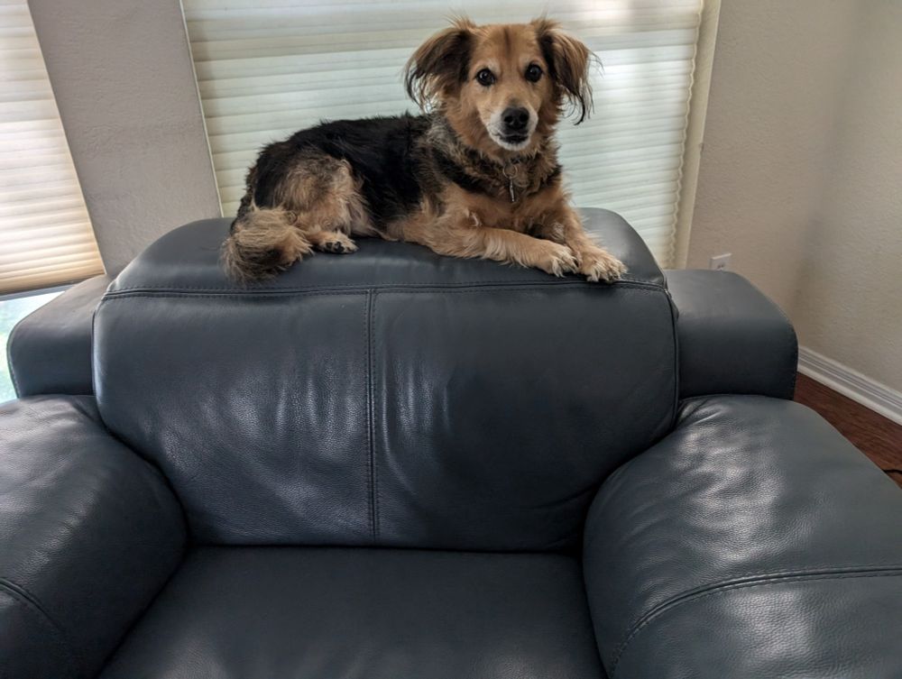 Medium sized fluffy black and tan dog sitting on the back of a couch. instead of on the seat. 