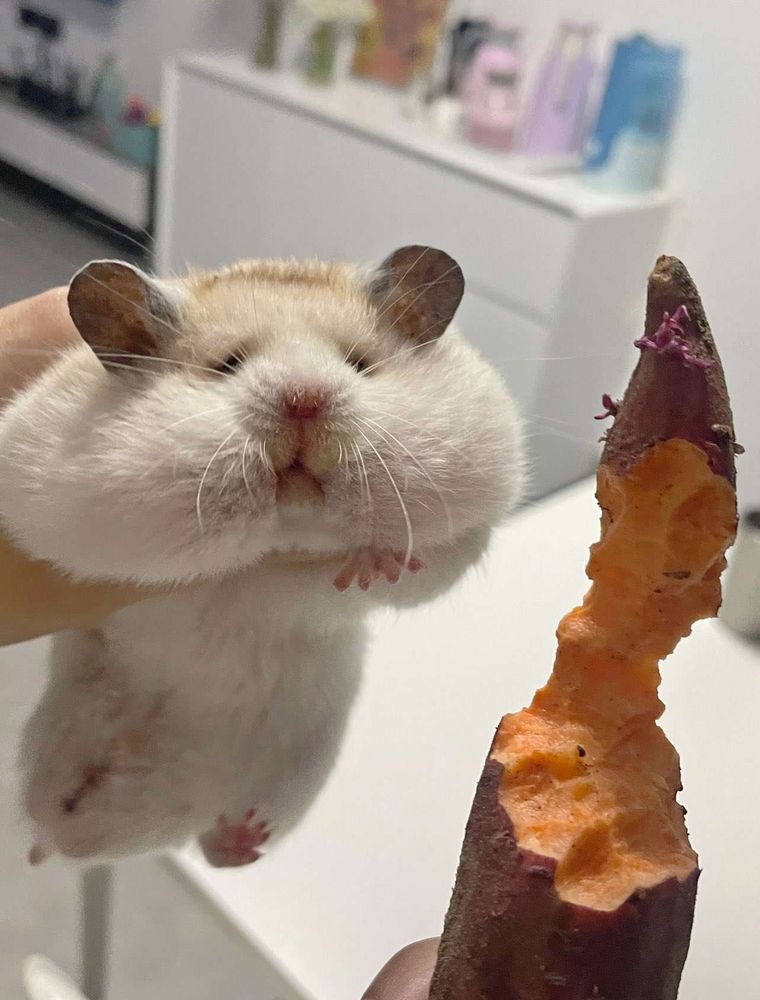 A hamster having eaten far too much sweet potato posted by @animalkyat on twitter (I am not 100% sure who the original image was from, I am so sorry)