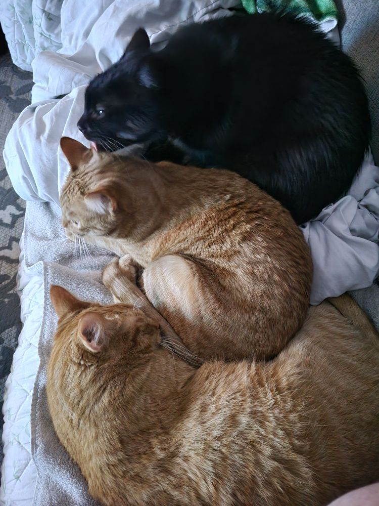 My cats Oliver (top), Nimo (middle) and Milo (bottom) watching YouTube with me during a wind storm, the oranges were scared and Oli was comforting them