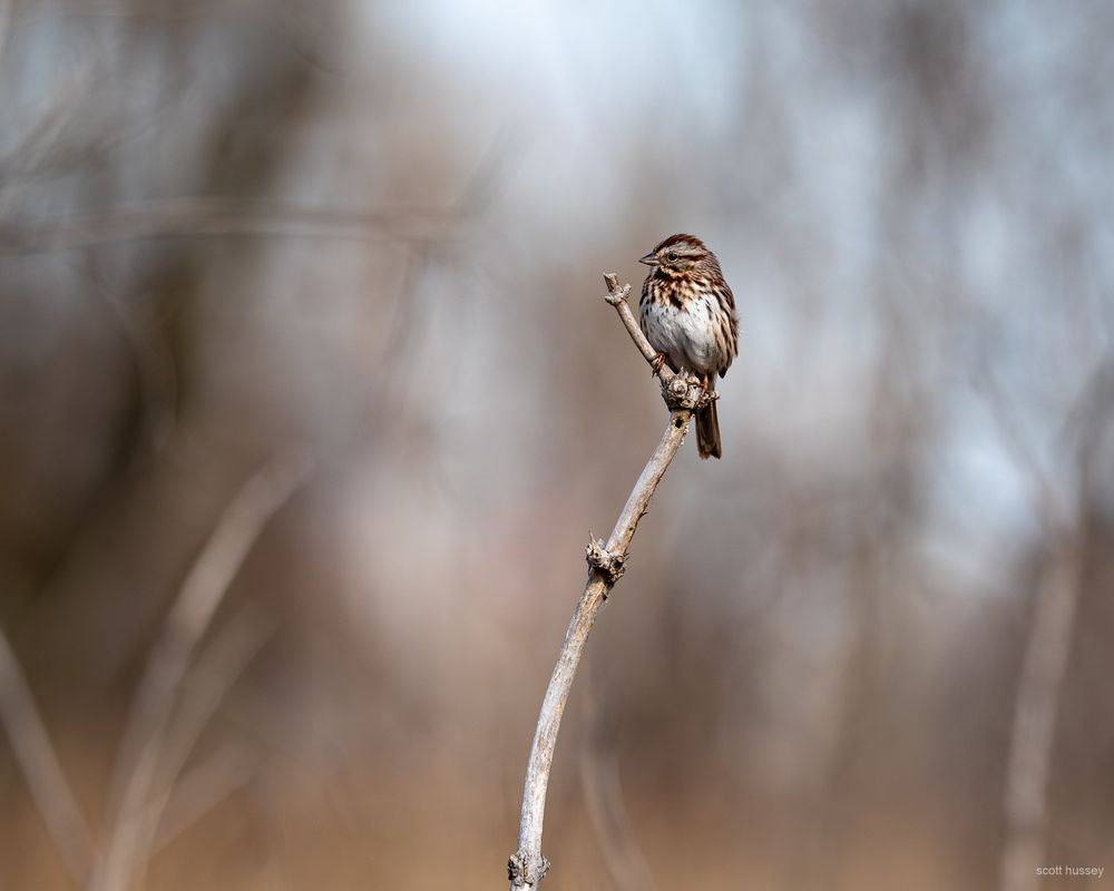 A song sparrow perched on a stick.