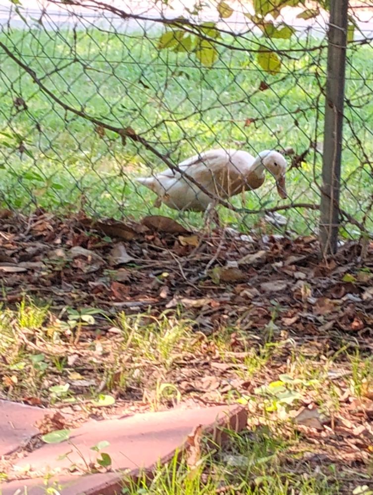 White duck at a wire fence