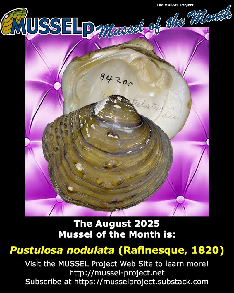 The August 2025 Mussel of the Month is Pustules nodulata