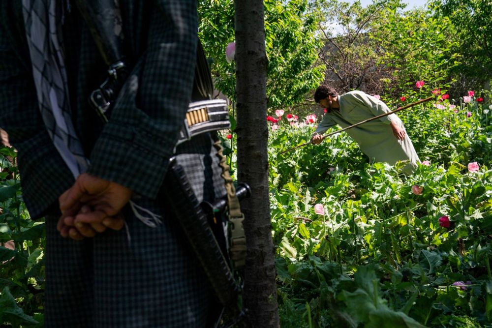 As climate change imperils Taliban’s shift from opium, impact could be felt worldwide