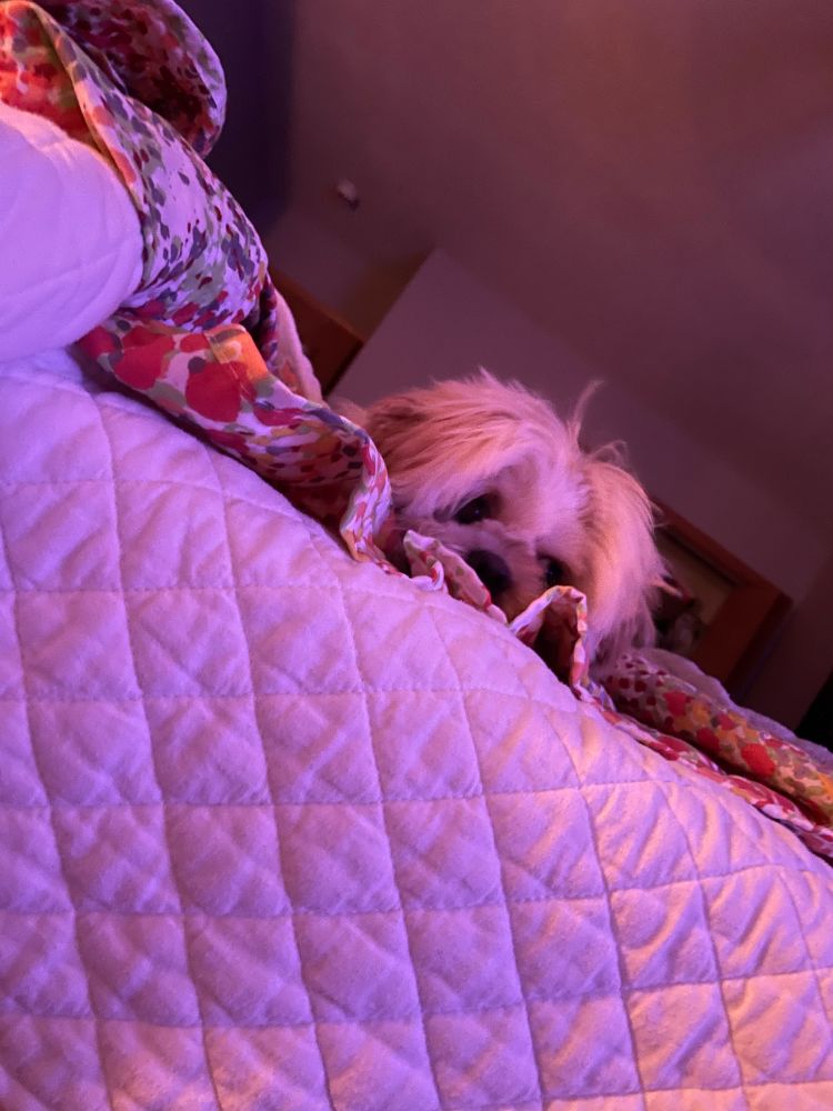Picture of a fluffy blonde Shih Tzu dog laying on its belly, looking over the edge of the bed.