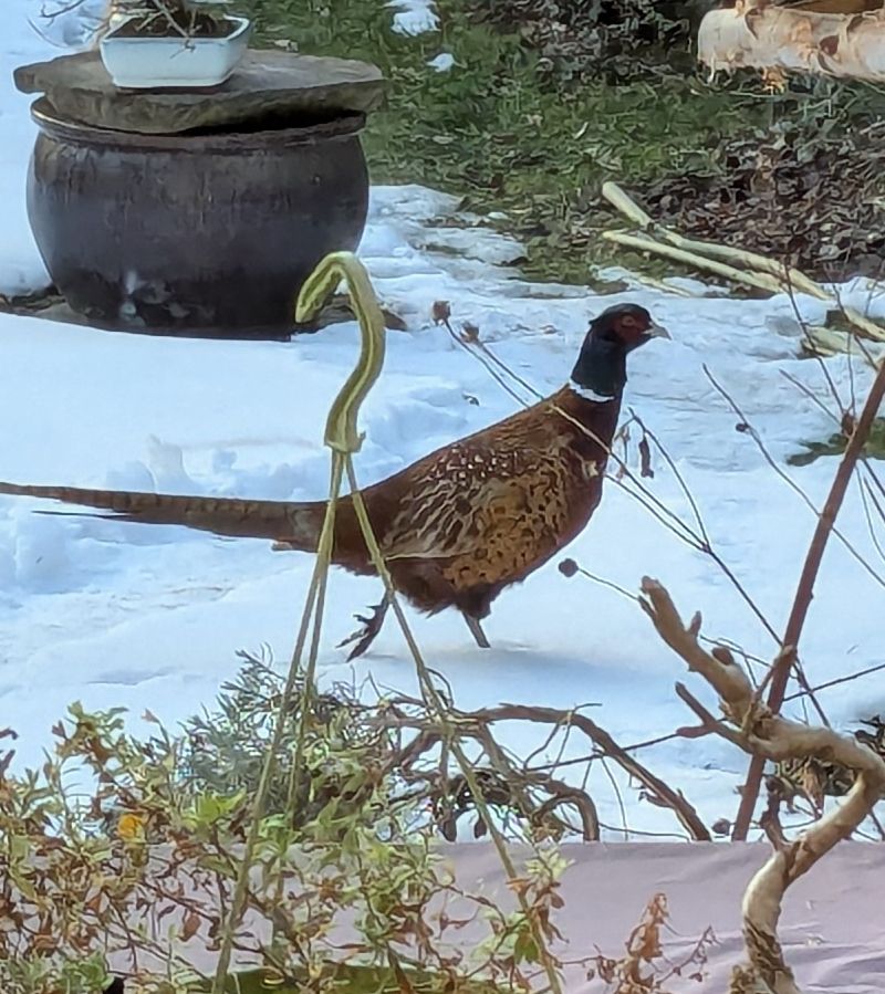 Ein Fasan läuft wieder durch meinen Garten.