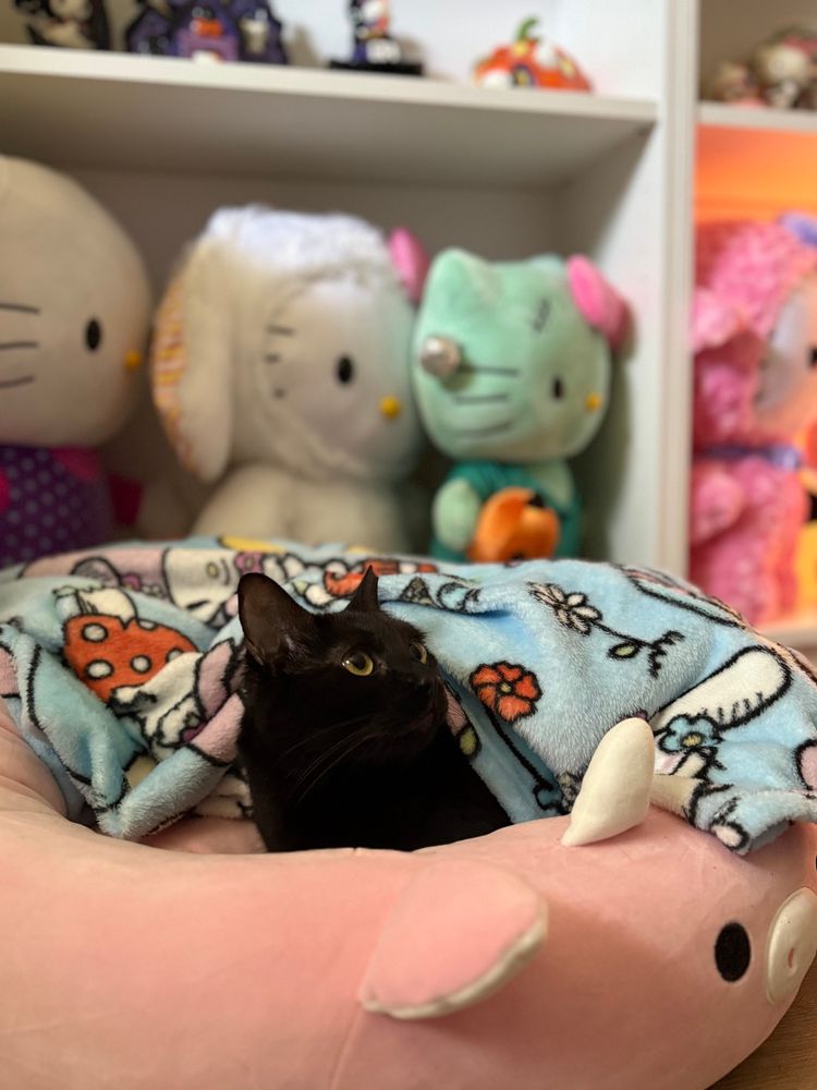 Black cat in his pink cow squishmallow bed 
