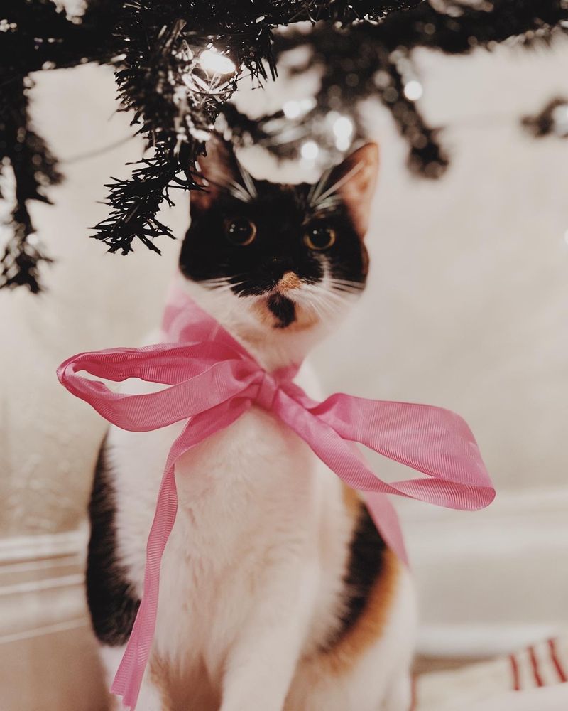 Calico cat wearing a pink bow under a Christmas tree. 