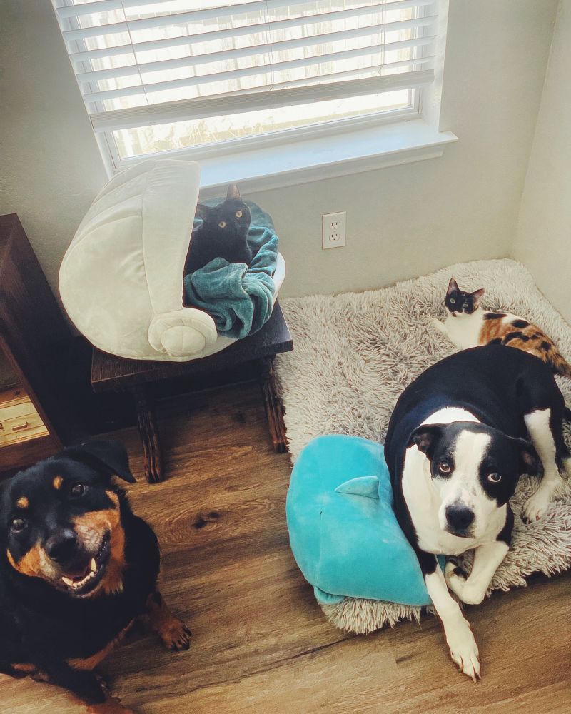 A family consisting of a Black cat, Calico cat, Rottweiler mix and pit bull mix. 