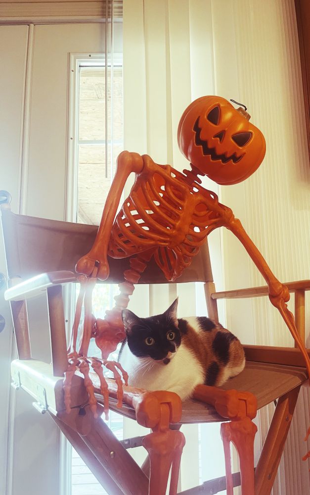 A calico cat and her skeleton. 