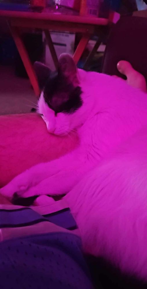 Cat curled up on couch under neon lights