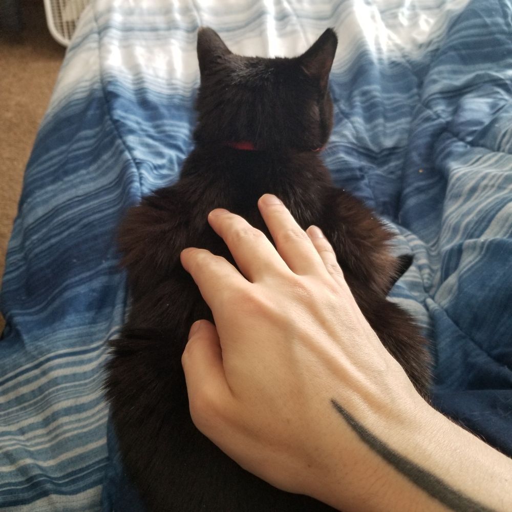 A black cat, facing away, lying down. A man's hand is placed flat on the cat's back. Below the cat is a blue and white striped comforter on a bed. 