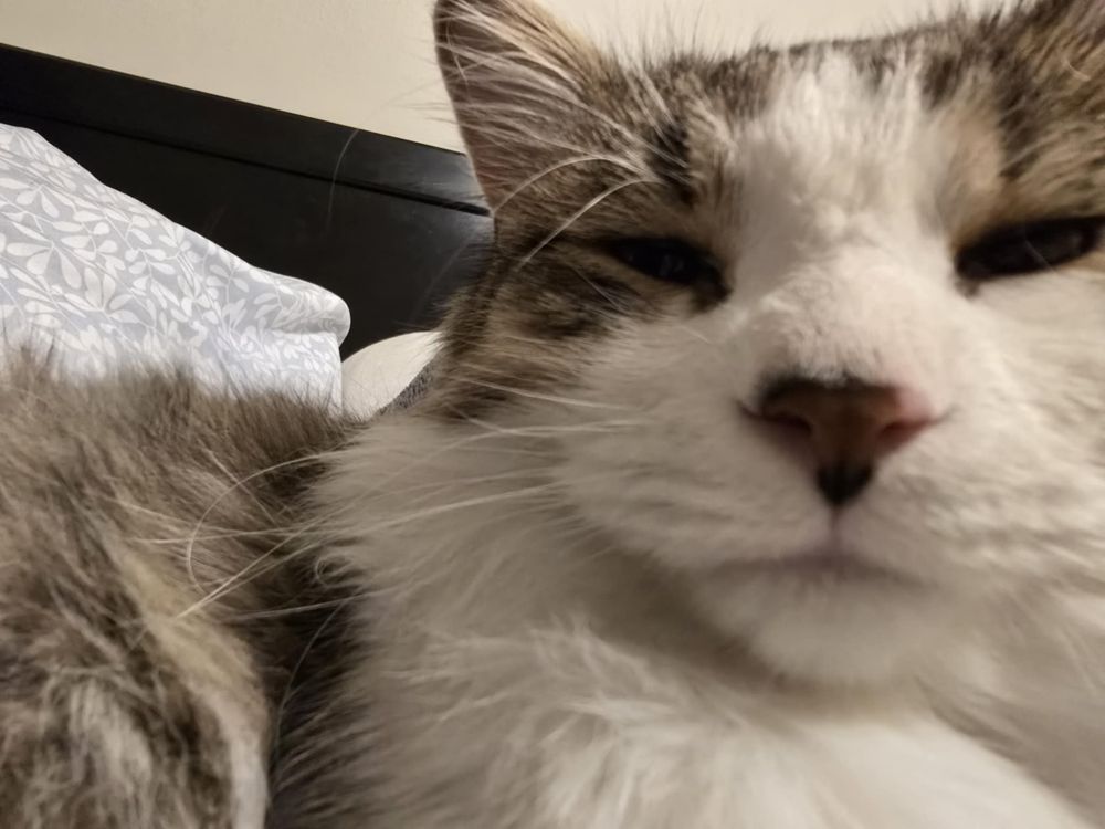 Close up view of a white and gray cat with sleepy eyes