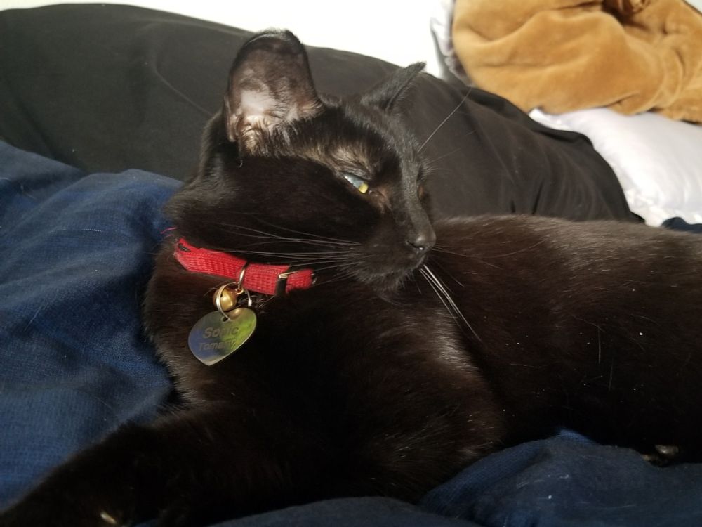 Adult black cat lying on a bed, looking away from the camera