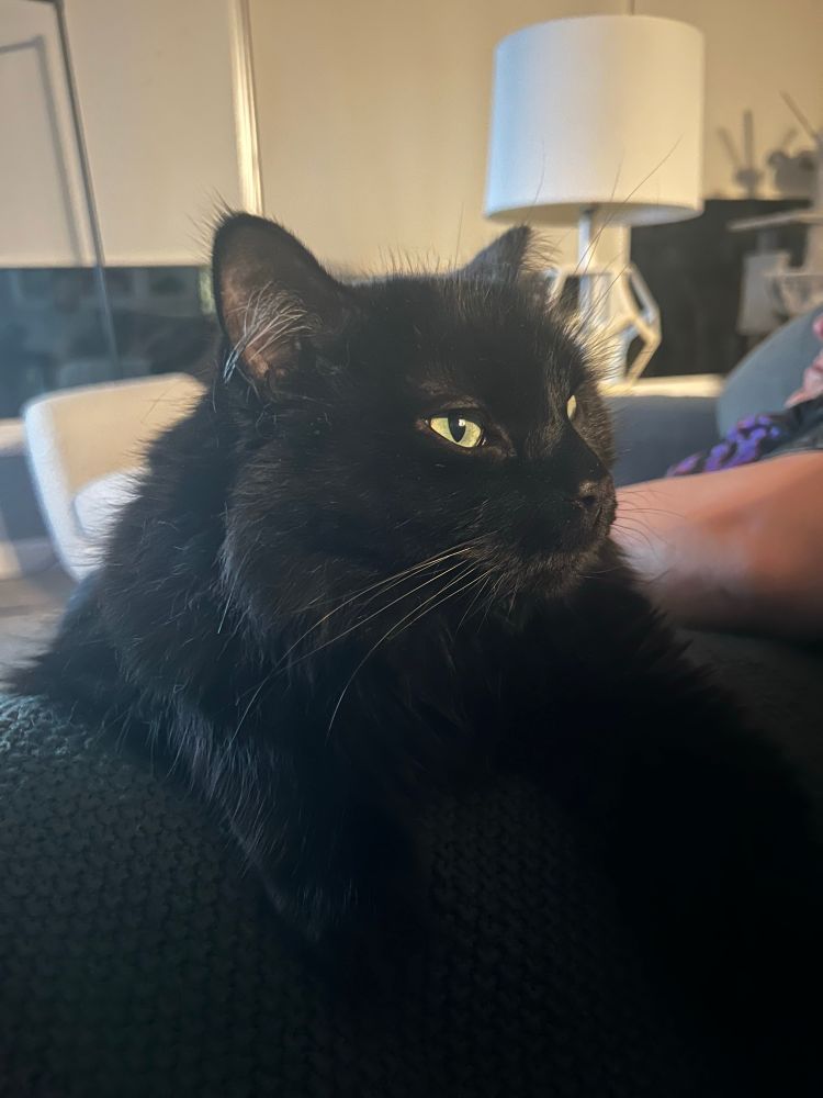 Dan the black cat lazing around