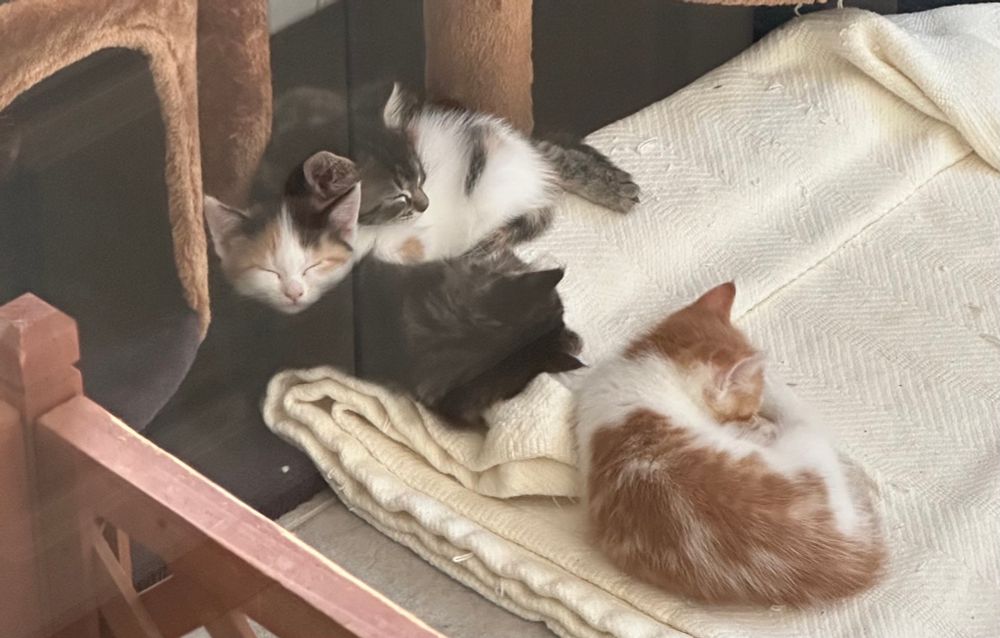 Four kittens— two gray tabbies, one calico, and one orange and white cuddled together.