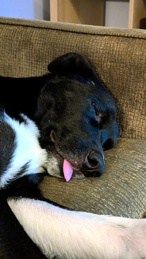 Juno sleep wher tongue sticking out.