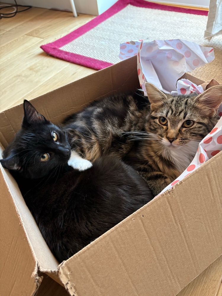 A black kitten and a tabby kitten are cuddled up in a cardboard box together