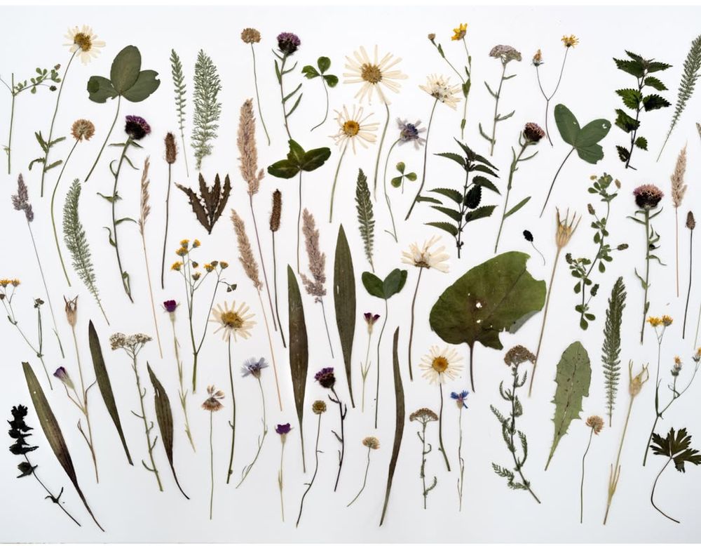Flora from the turf ring transposed to Wales from Hackney