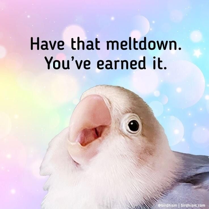 A cockatiel bird (maybe) on a gradient pastel rainbow background and black text that says "Have that meltdown. You've earned it." 