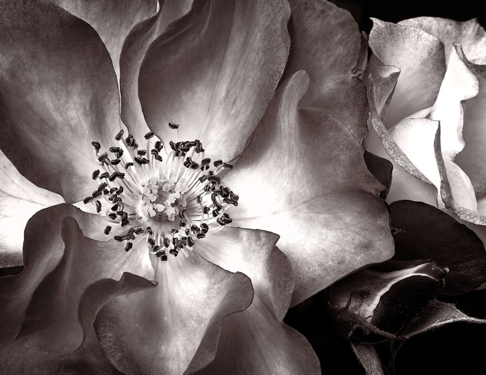 A close-up black and white photograph captures the intricate details of blooming flowers, showcasing delicate petals and contrasting textures.