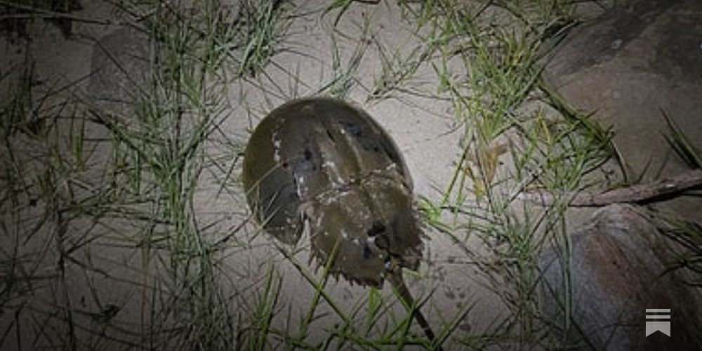 Diary: Laura Marris, on Limulus polyphemus, the Atlantic horseshoe crab