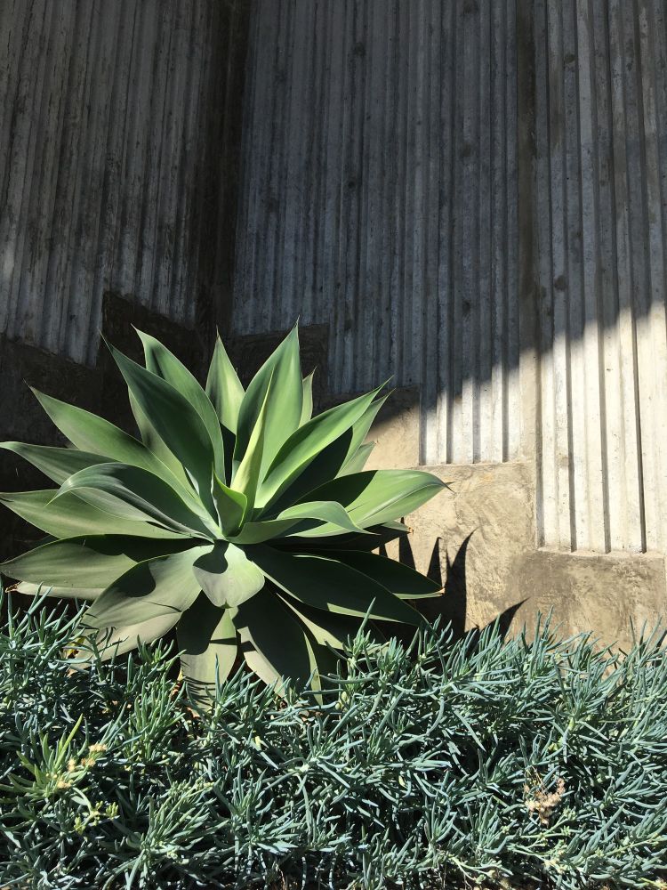 Large blue-green foxtail agave and succulents against some detailed concrete, stairsteps and fluting 