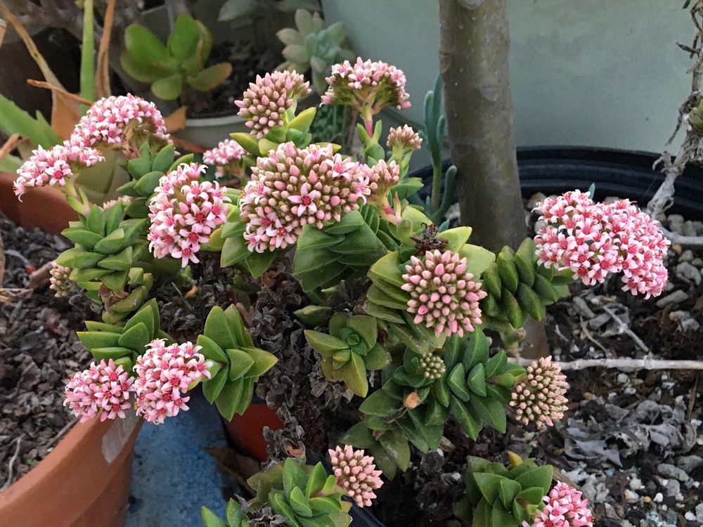 Crassula ‘Springtime’, stacks of fat pointed leaves topped with dense clusters of pink flowers 