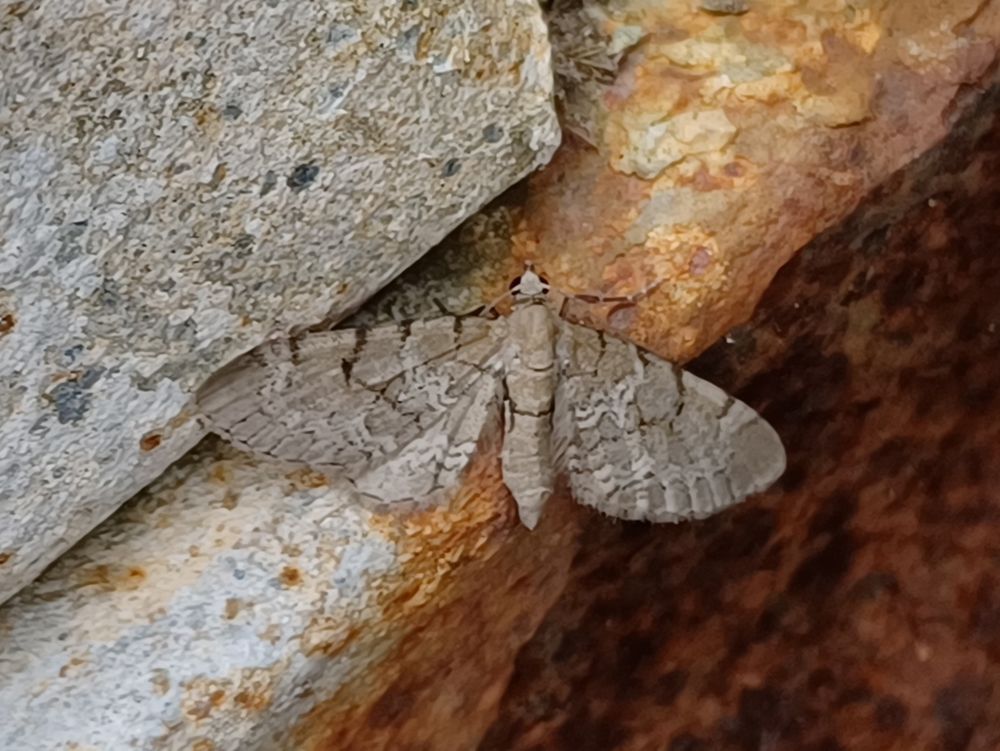Netted Pug. Shirva, Fair Isle. 