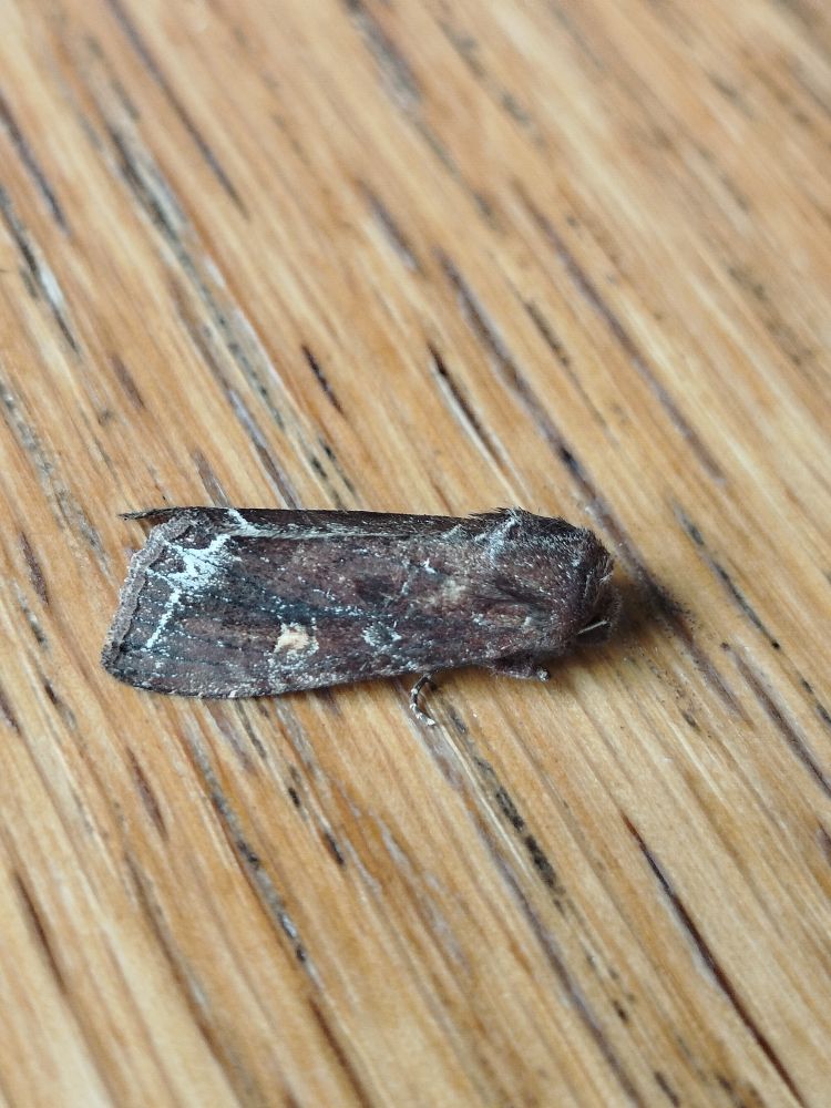 Bright-line Brown-eye. Attracted to sugar, Shirva. 24.06.2025 (14th Fair Isle record)
