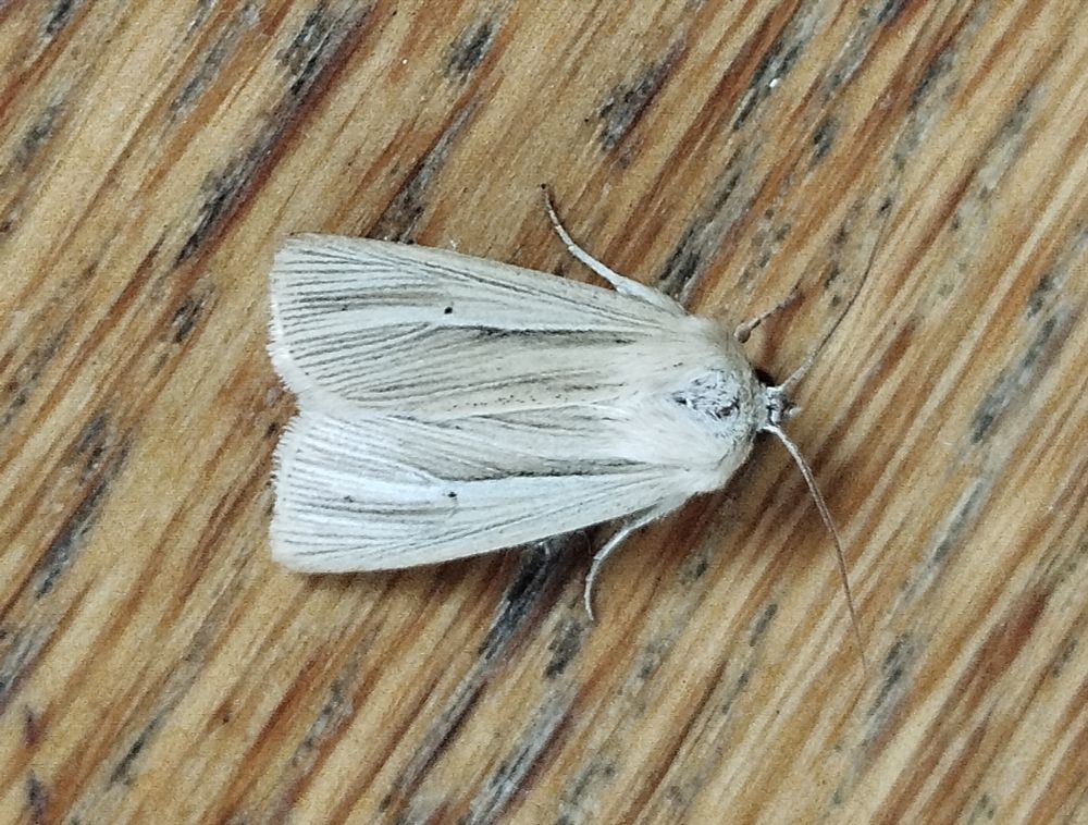 Smoky Wainscot, Fair Isle. 24th June 2025. Earliest FI record.