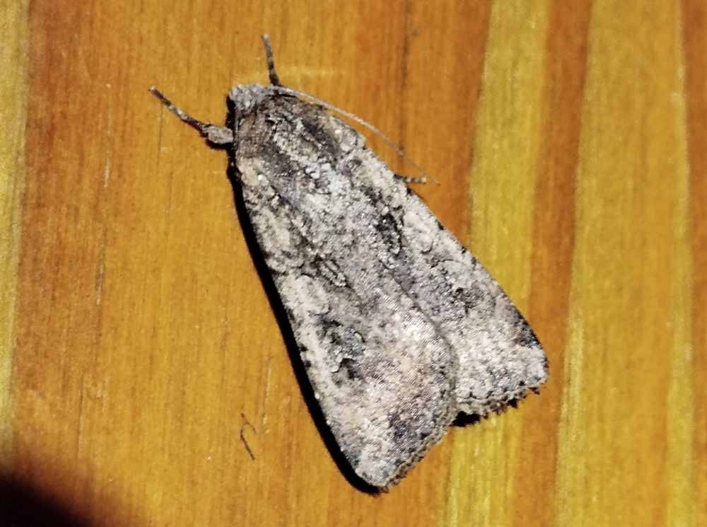 Pearly Underwing, netted at Hebe. Shirva, Fair Isle 24.06.2025. The second Fair Isle spring record (the other was earlier this year), only the fifth year in which the species has been recorded in the Isle.