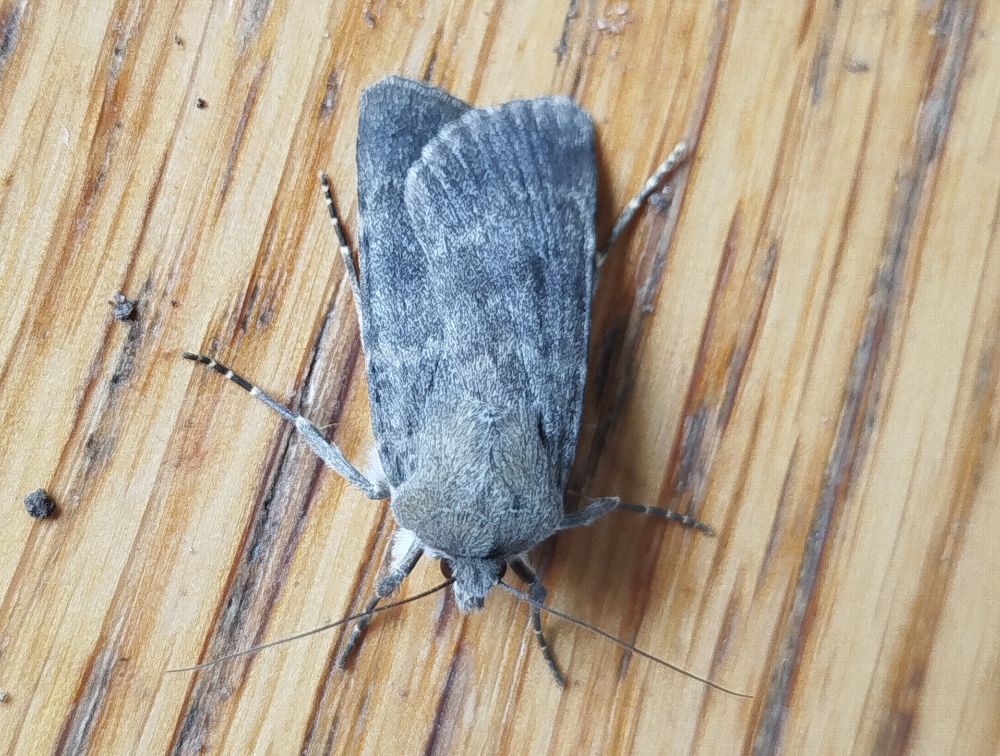 Northern Rustic, one of four - the first of the year for Fair Isle. 24.06.2025