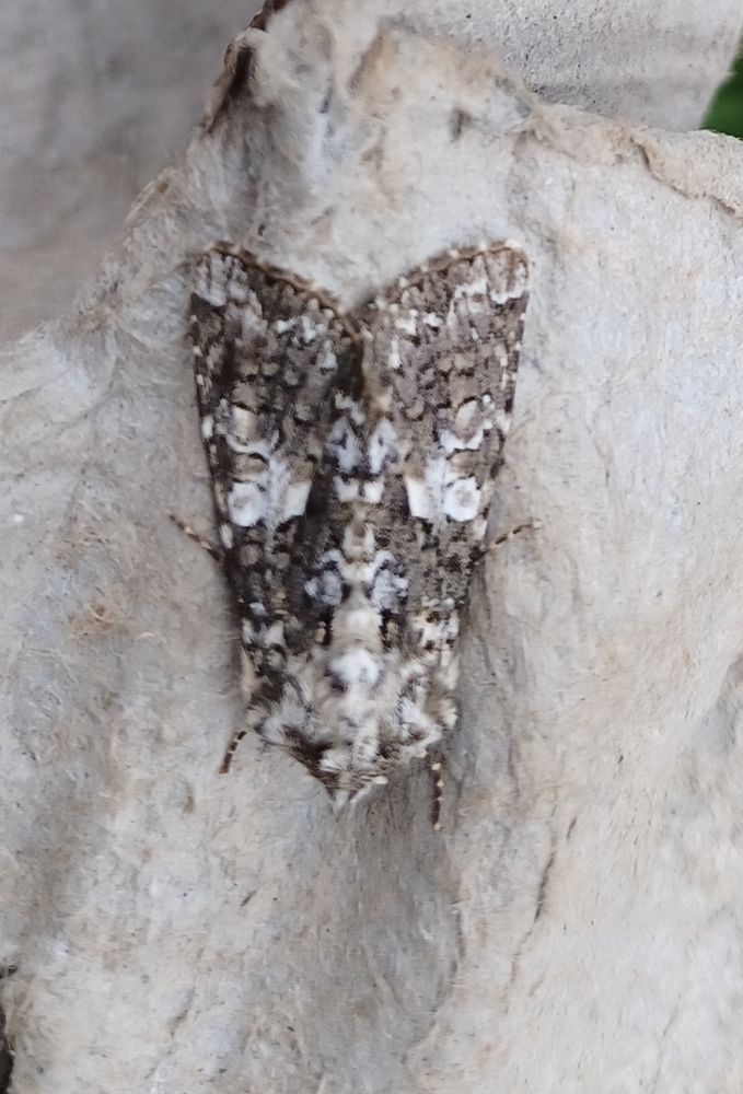 Marbled Coronet. Shorva, Fair Isle. 
