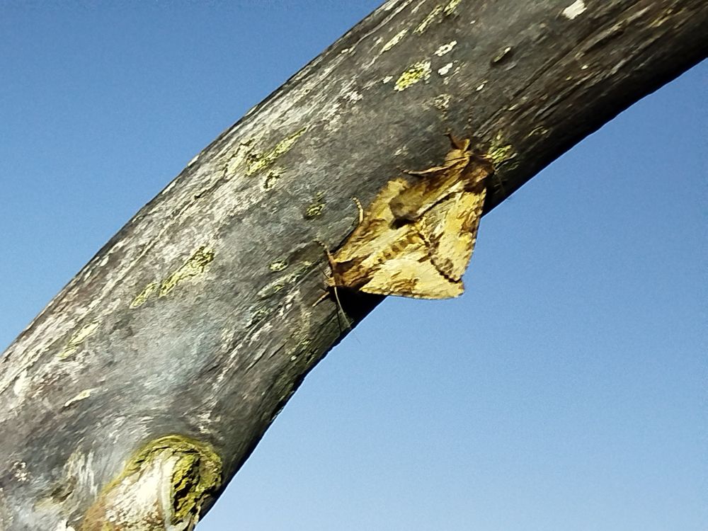 Copulating Clouded-bordered Brindles