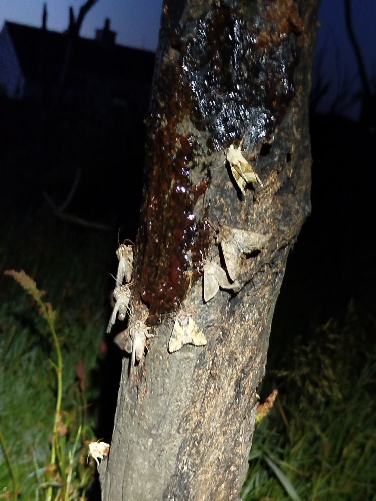 A selection of moths coming to sugar, including Bright-line Brown-eye, Clouded-bordered Brindle, a couple of Angle Shades and several Dark Arches