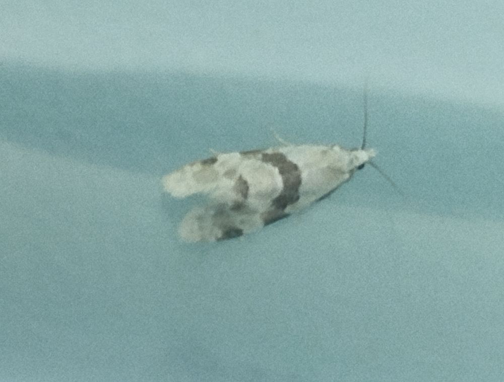 Aethes cnicana. 3rd record for Fair Isle 