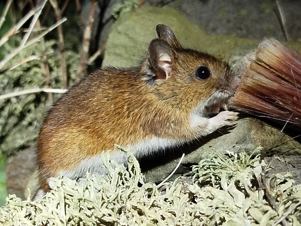 Fair Isle form of Wood Mouse