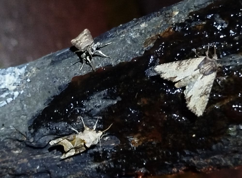 L to r: Angle Shades, Dark Sword-grass and Clouded-bordered Brindle on sugar 