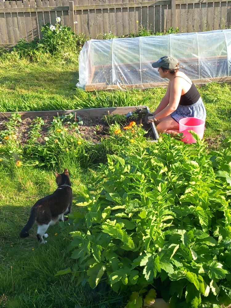A picture of a garden with raised bed. I can be seen on the right hand side, on my knees, wearing gloves and planting something. The cat is by another raised bed. We're both looking away on the left to something that can't be seen. It is sunny.
