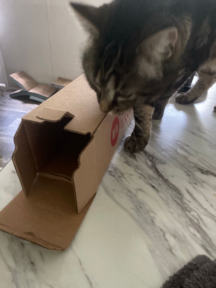 Redbubble packaging featuring a brown tabby cat sniffing it 