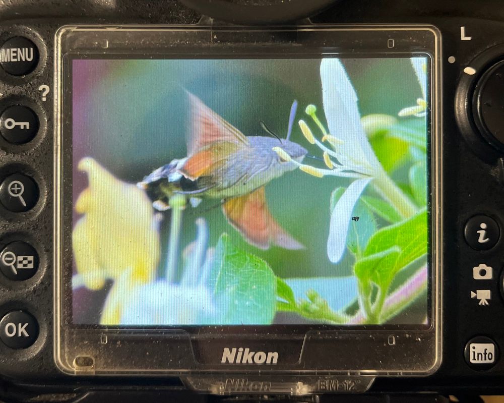 Hummingbird Hawk-moth feeding at honeysuckle. 