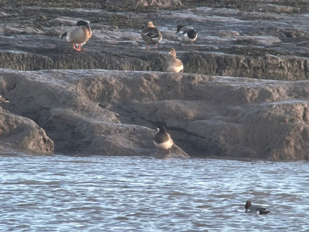 Scaup (Aythya marila). 