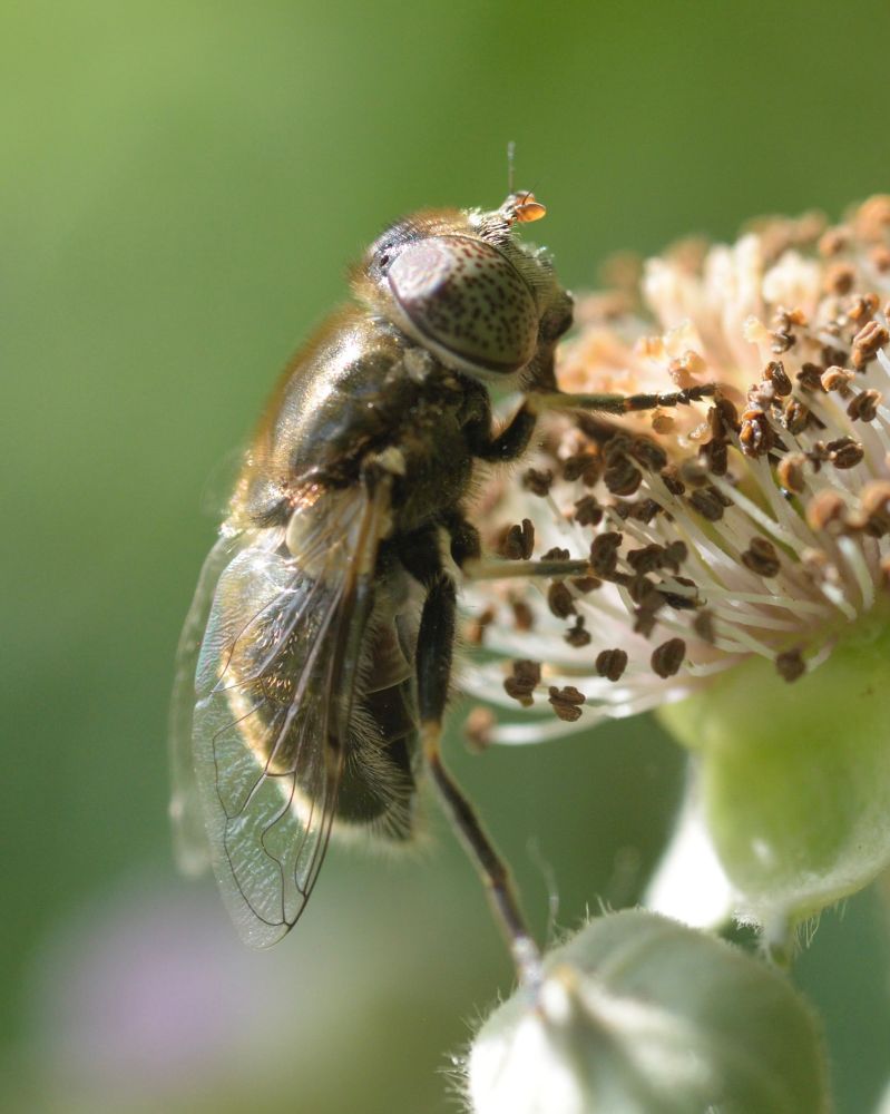Eristalinus aeneus. 
