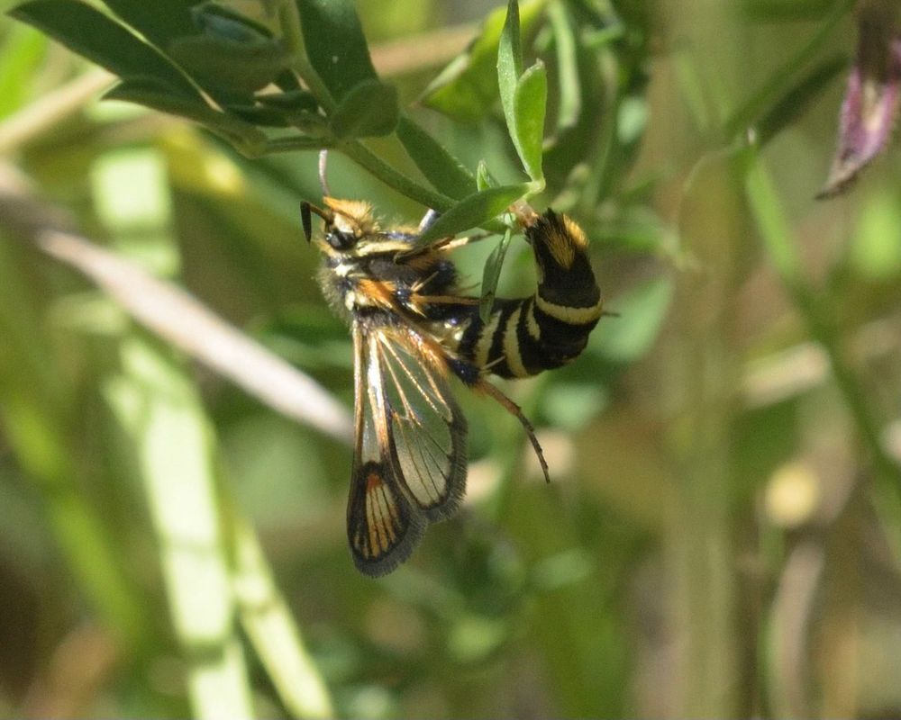 Six-belted Clearwing. 