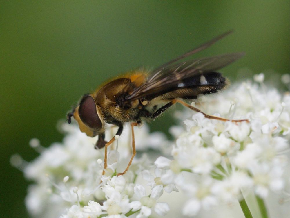 Leucozona glaucia, male, on umbellifer. 